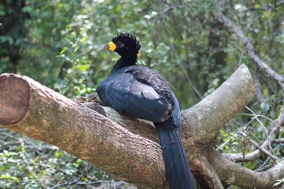 Bare-faced Curassow - ML610373220