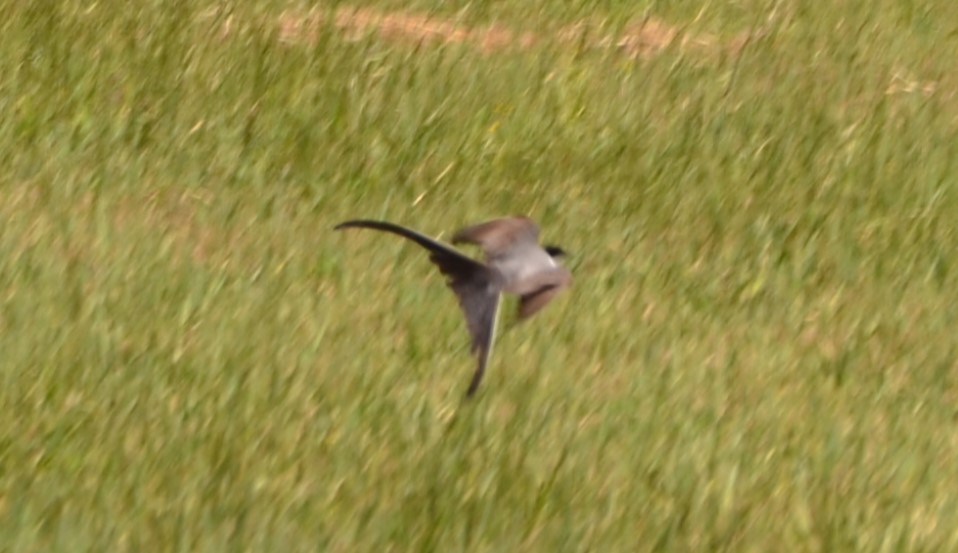 Fork-tailed Flycatcher - Sabrina Rendon