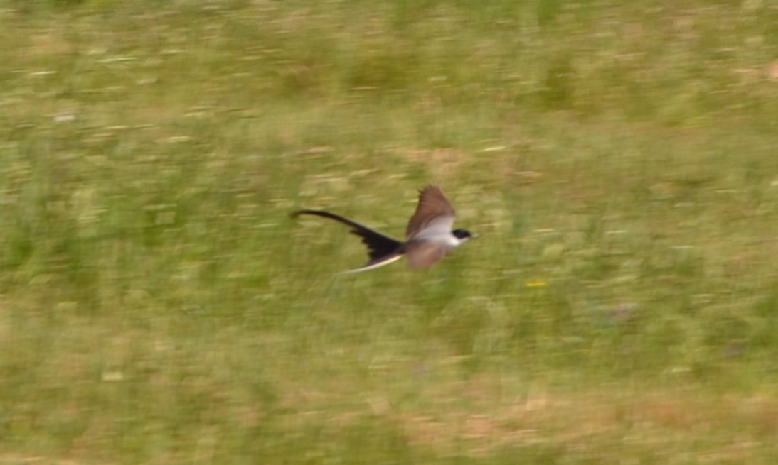 Fork-tailed Flycatcher - Sabrina Rendon