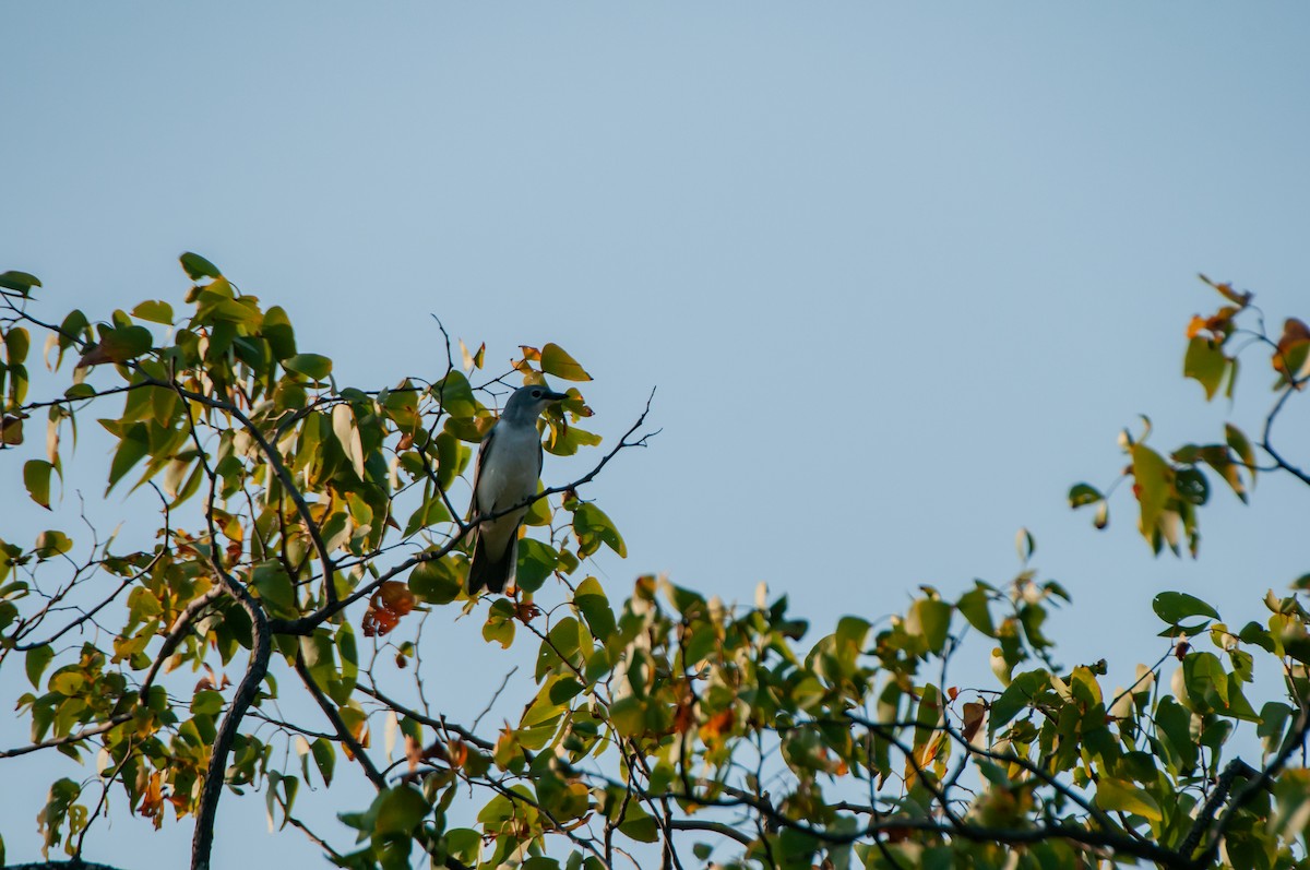 White-breasted Cuckooshrike - ML610373513