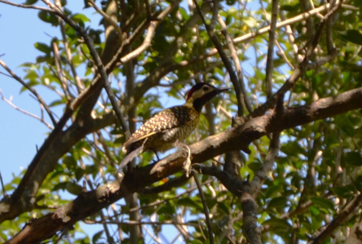Green-barred Woodpecker - ML610373518