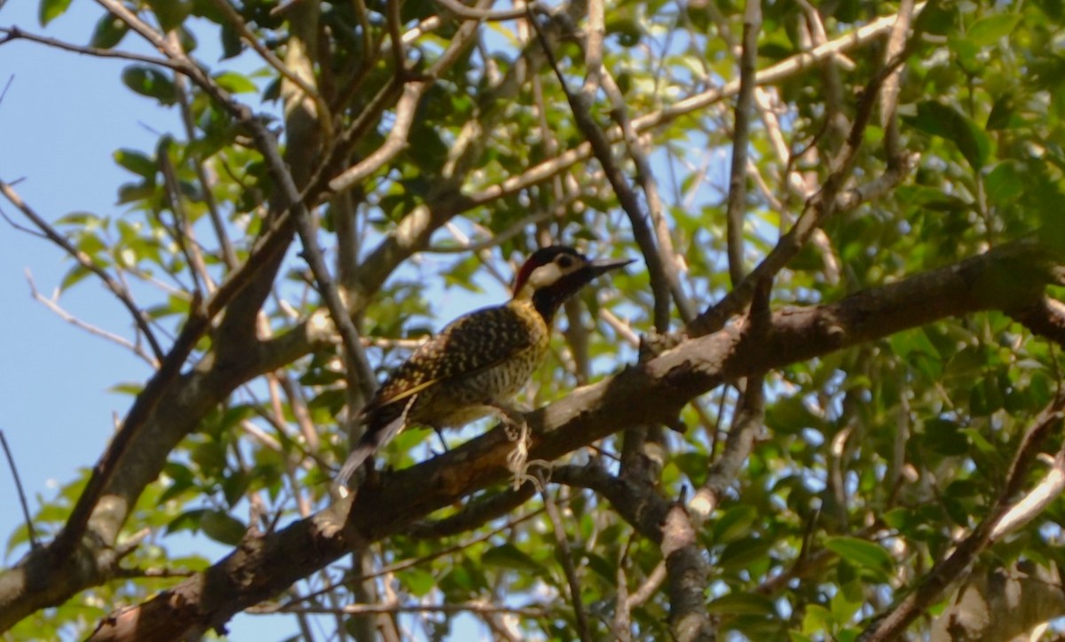 Green-barred Woodpecker - ML610373519