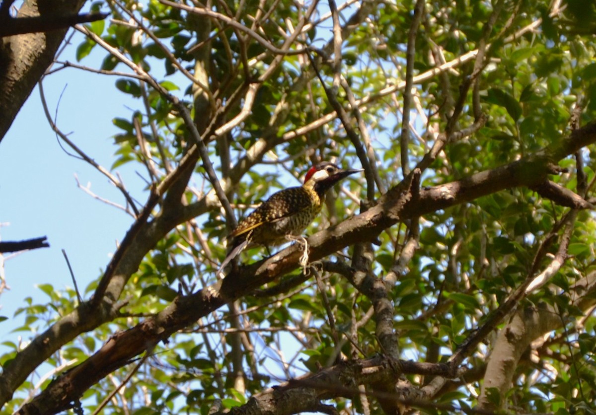 Green-barred Woodpecker - ML610373521