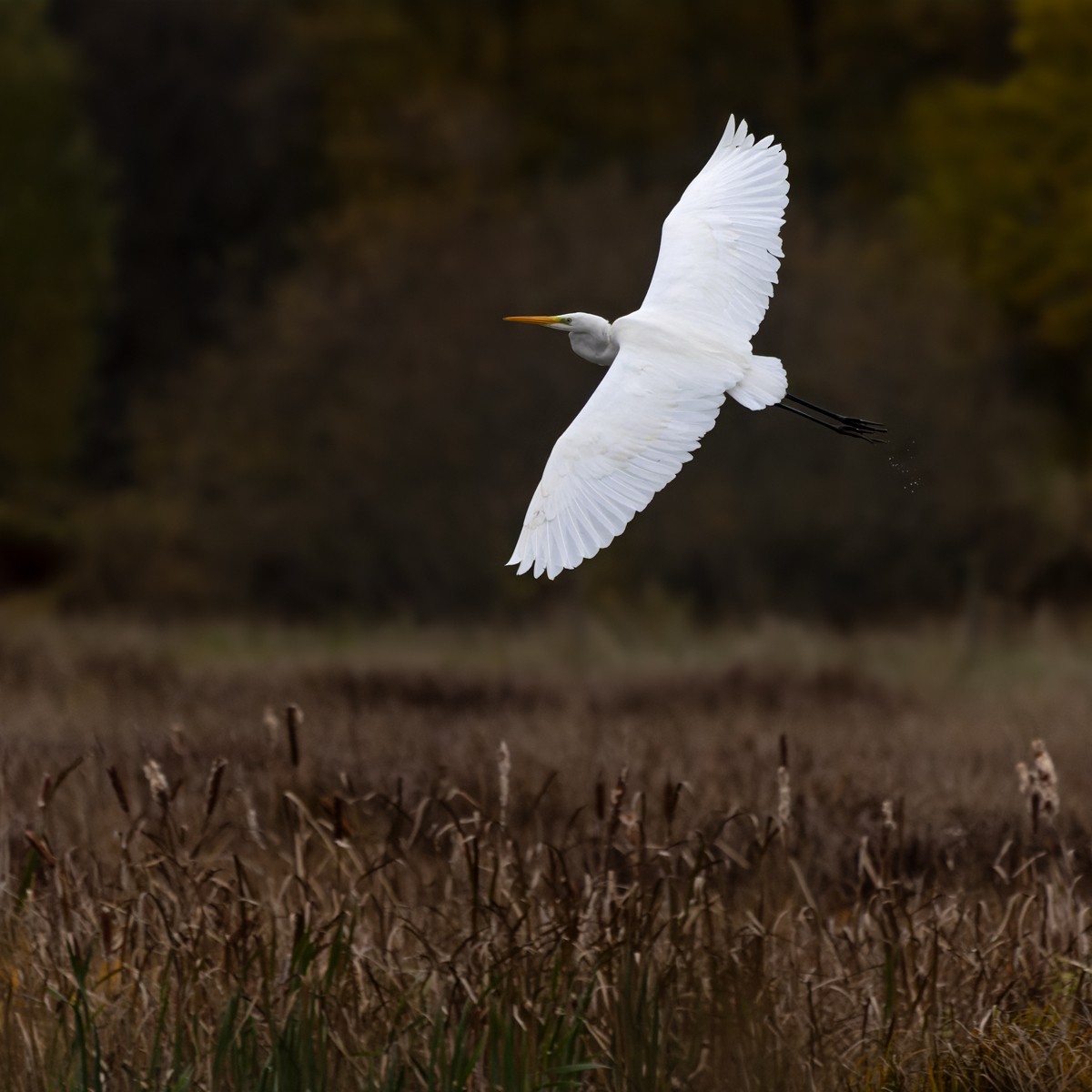 Great Egret (alba) - ML610373551
