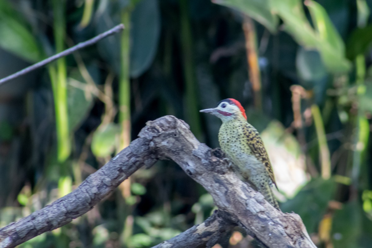 Green-barred Woodpecker - ML610373795