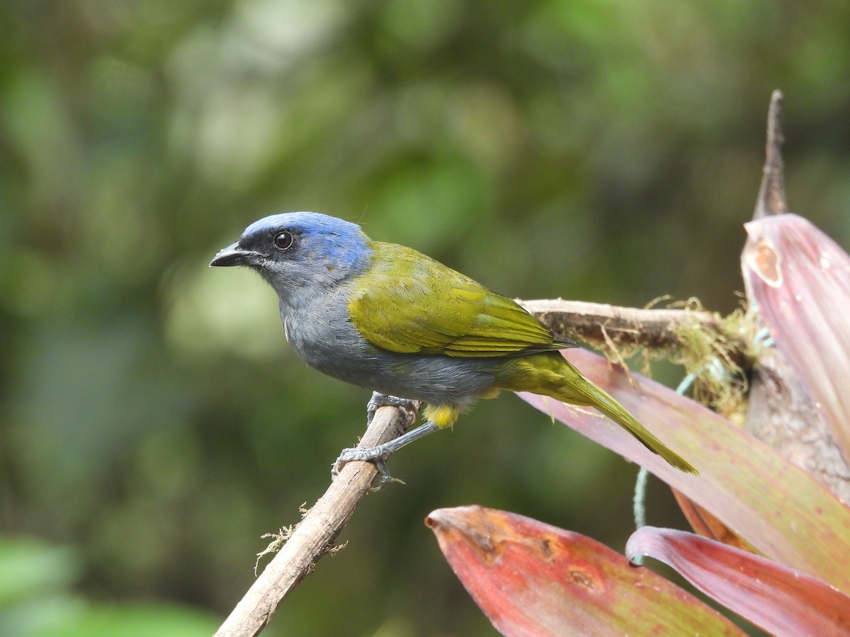 Blue-capped Tanager - ML610373952