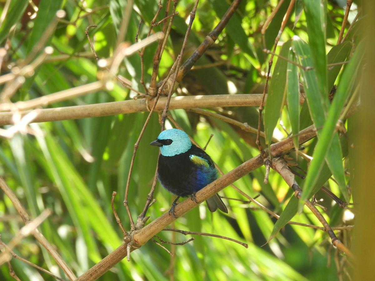 Blue-necked Tanager - ML610374066
