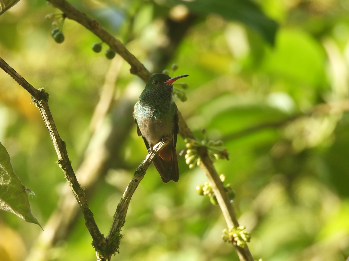 Rufous-tailed Hummingbird - ML610374131