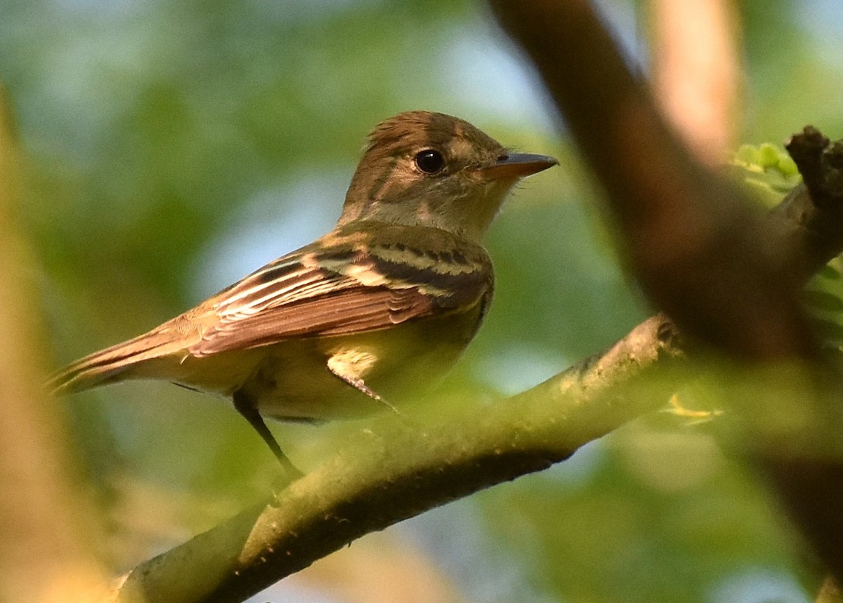 Acadian Flycatcher - Don Carbaugh