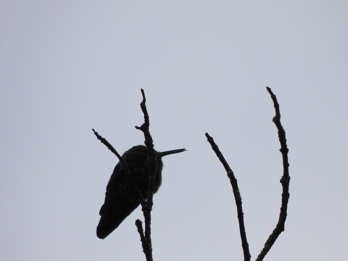 kolibřík křivozobec - ML610374574