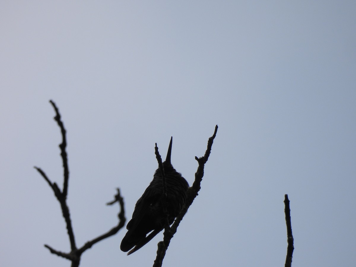 kolibřík křivozobec - ML610374581