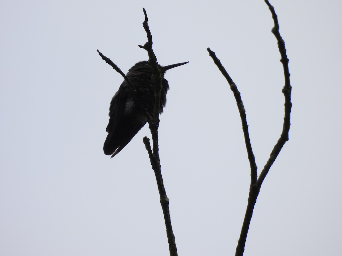kolibřík křivozobec - ML610374584