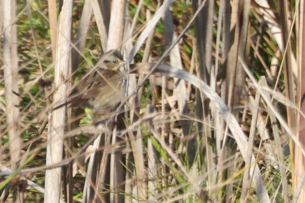 Swamp Sparrow - ML610375034