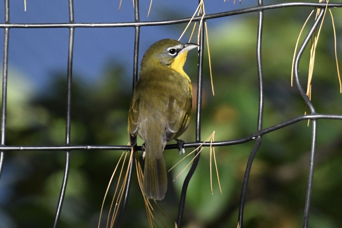 Yellow-breasted Chat (virens) - ML610375058