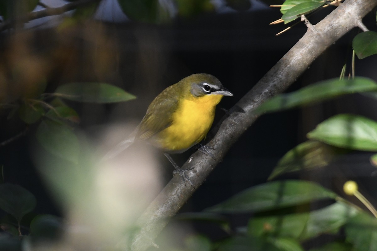 Yellow-breasted Chat (virens) - ML610375066