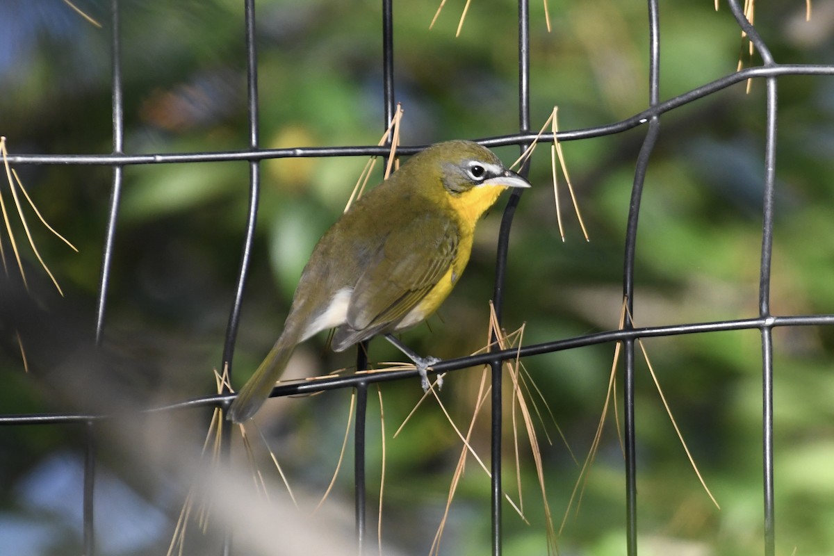 Yellow-breasted Chat (virens) - ML610375079