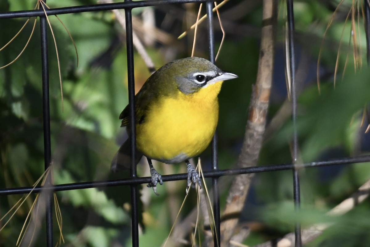 Yellow-breasted Chat (virens) - ML610375085