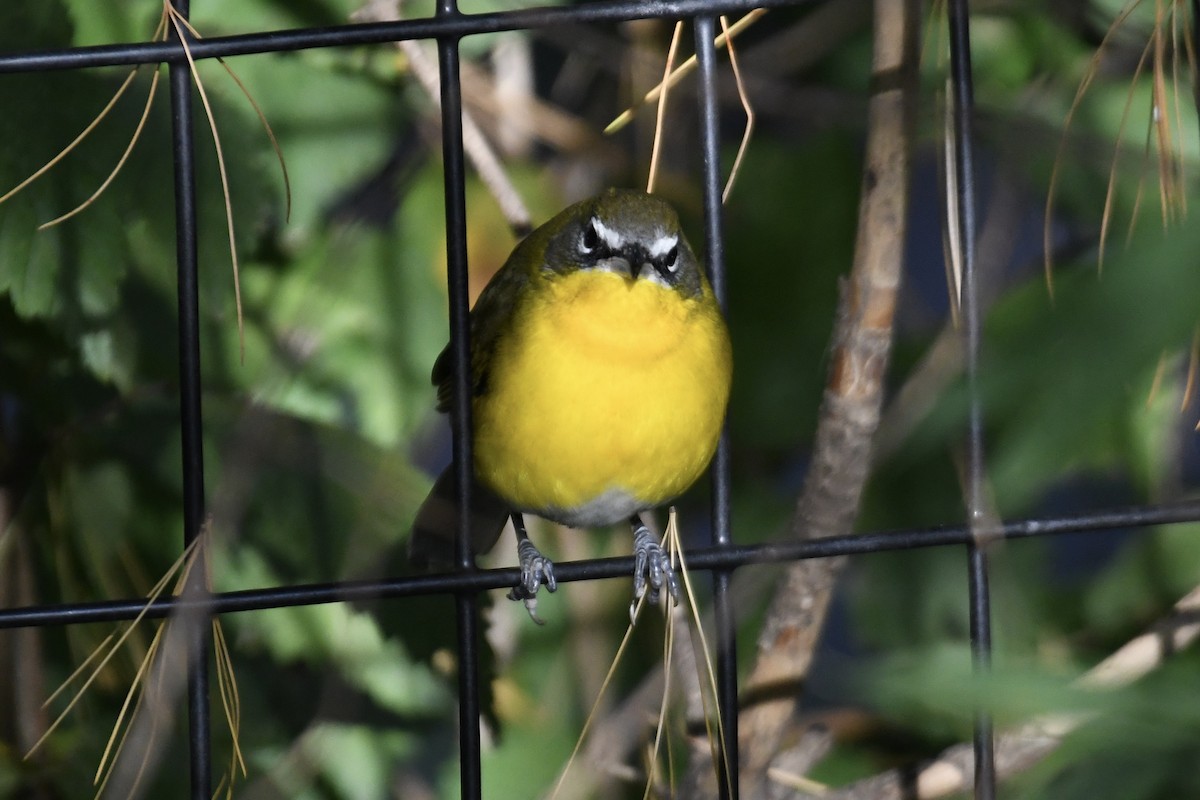 Yellow-breasted Chat (virens) - ML610375093