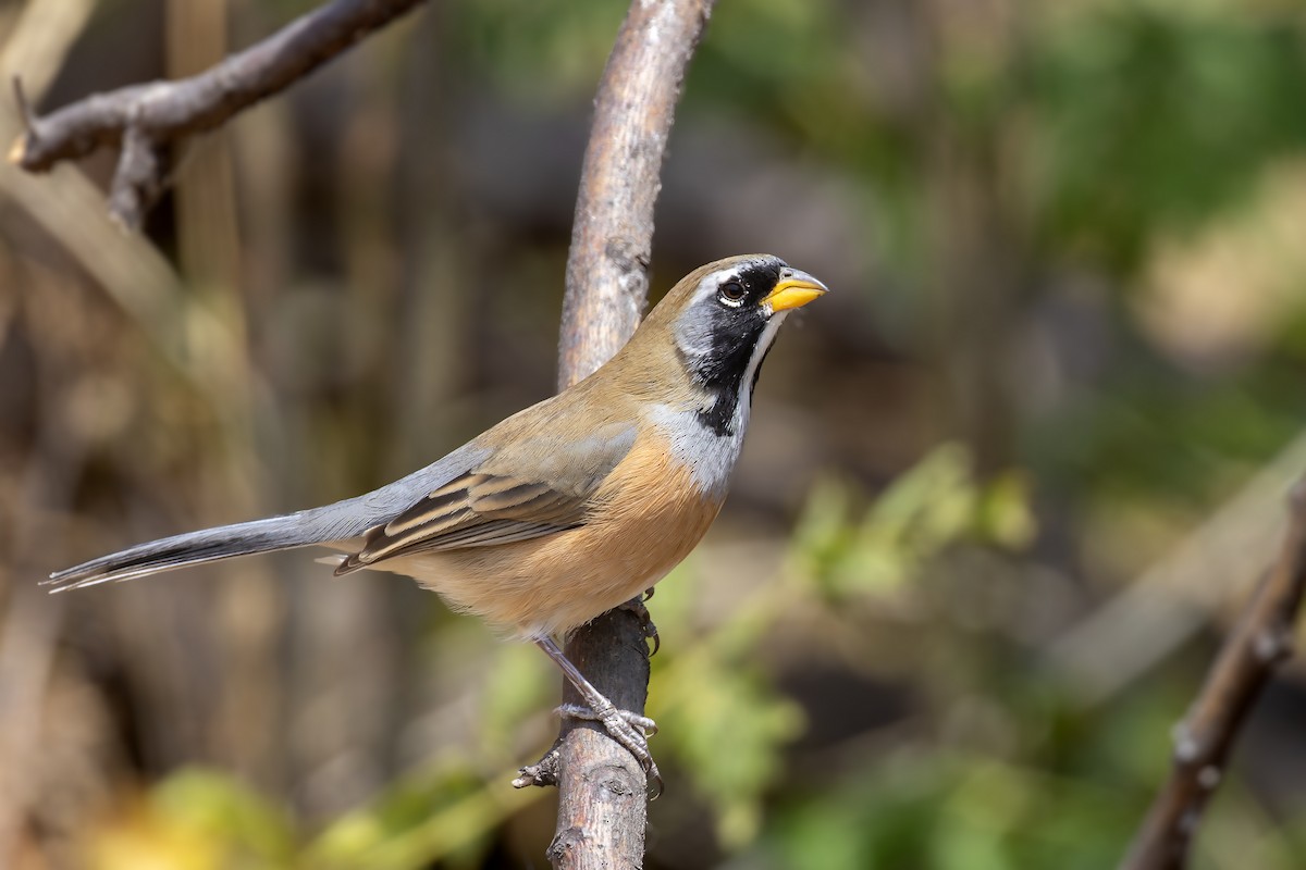 Many-colored Chaco Finch - ML610375169