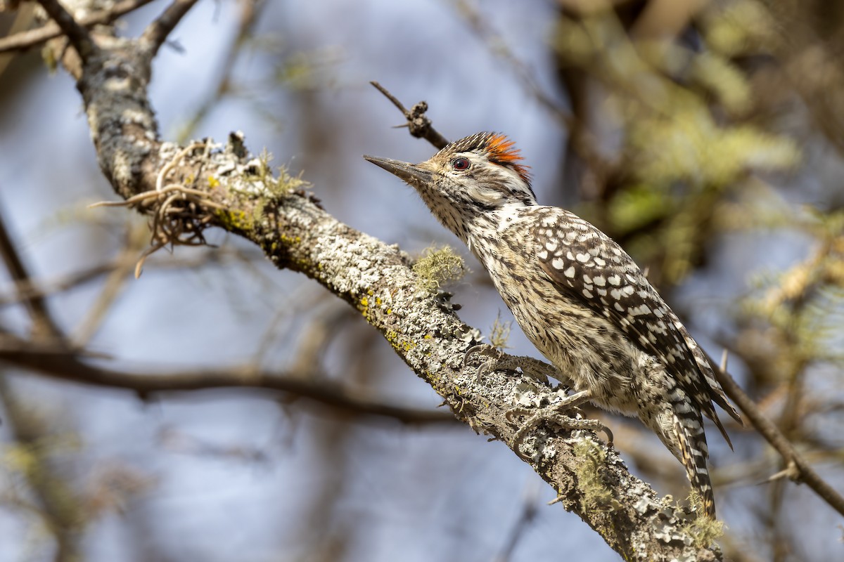 Checkered Woodpecker - ML610375196
