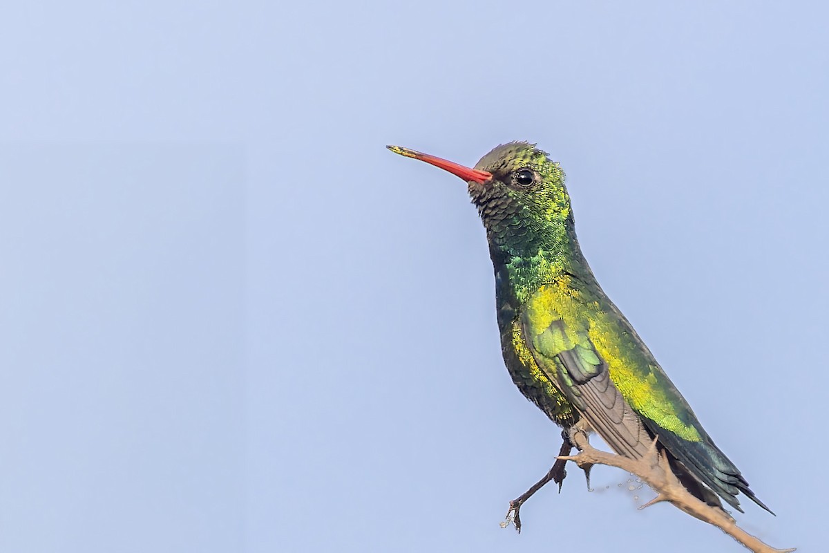 kolibřík lesklobřichý - ML610375257