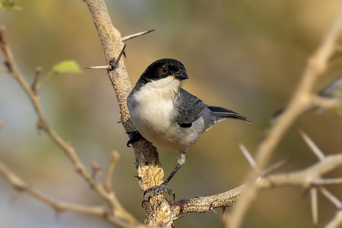 Black-capped Warbling Finch - ML610375278