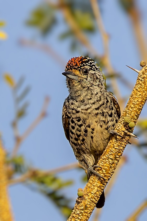 Ocellated Piculet - ML610375287