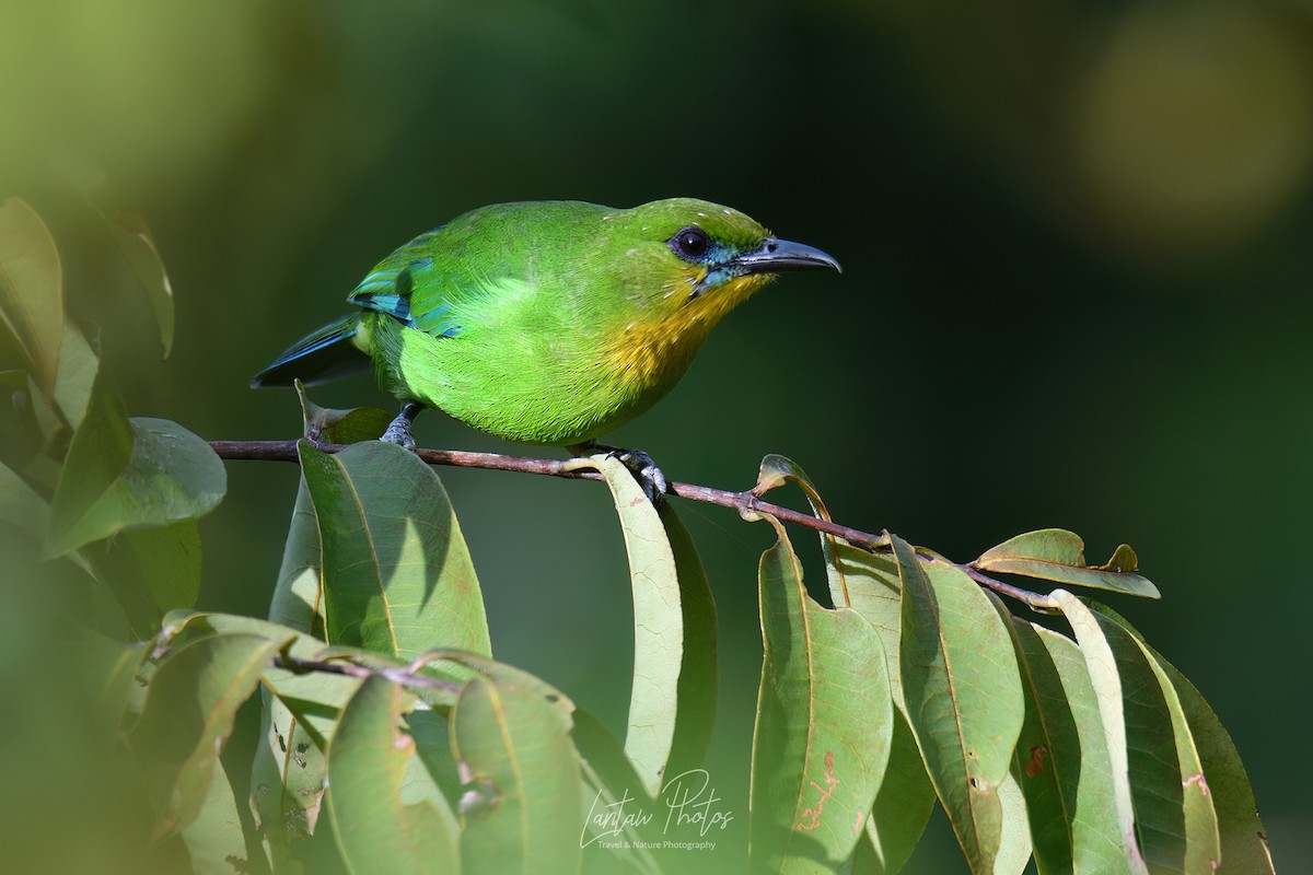 Yellow-throated Leafbird - ML610375685