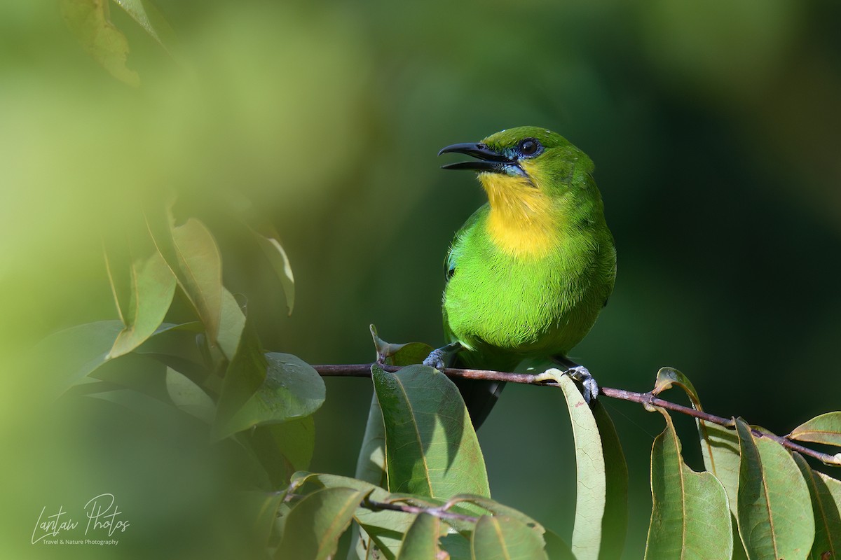 Yellow-throated Leafbird - ML610375686