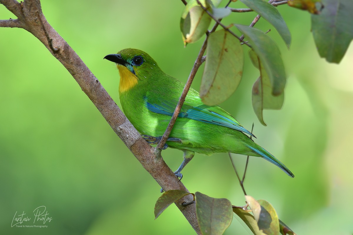 Yellow-throated Leafbird - ML610375687