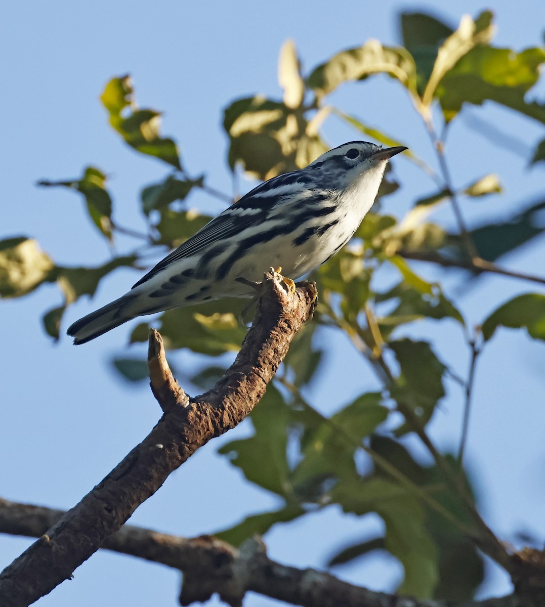 Black-and-white Warbler - ML610375750