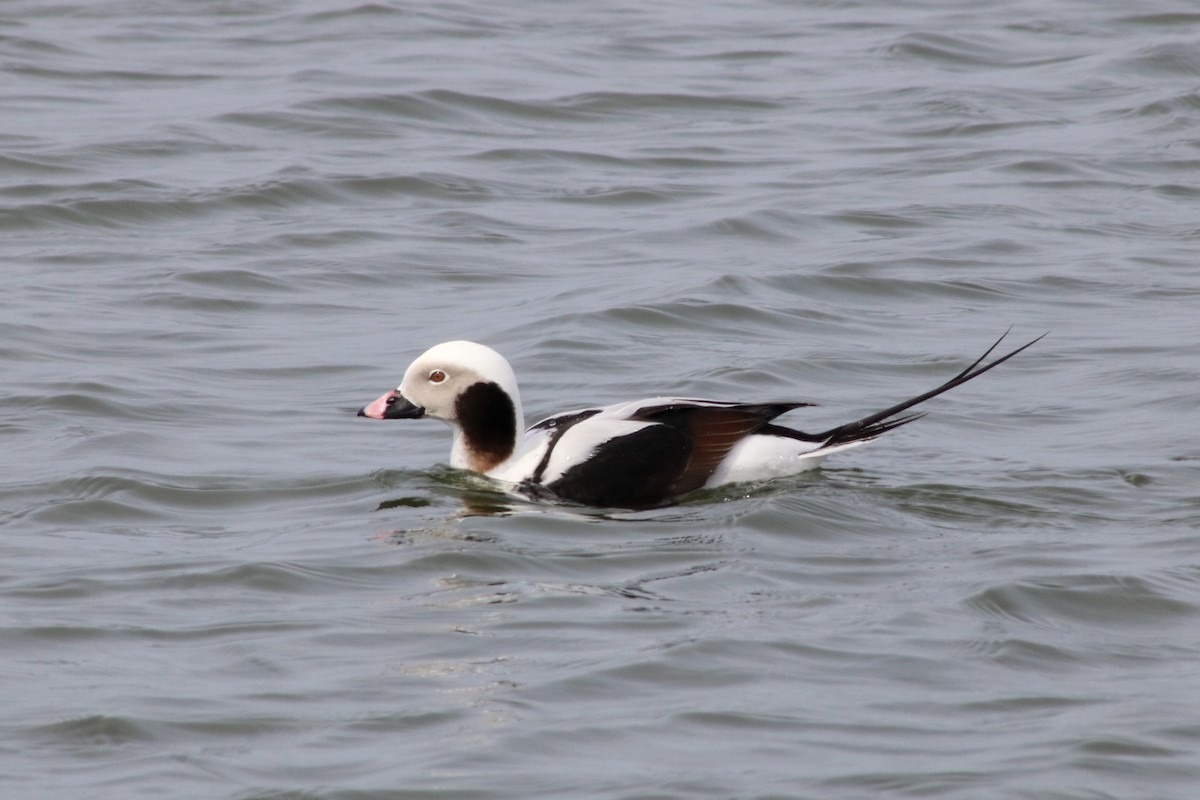 Long-tailed Duck - ML610375848