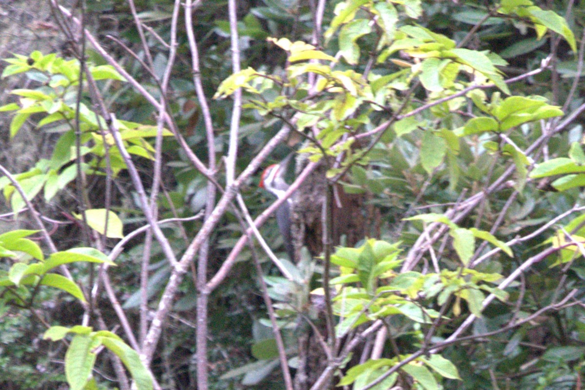 Pileated Woodpecker - ML610375907