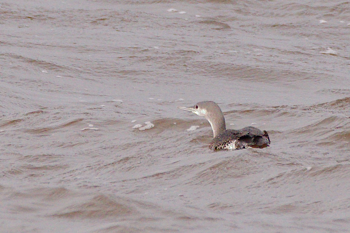 Red-throated Loon - ML610376492