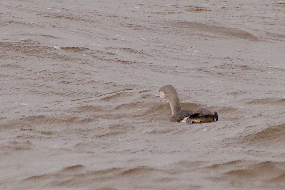 Red-throated Loon - ML610376493