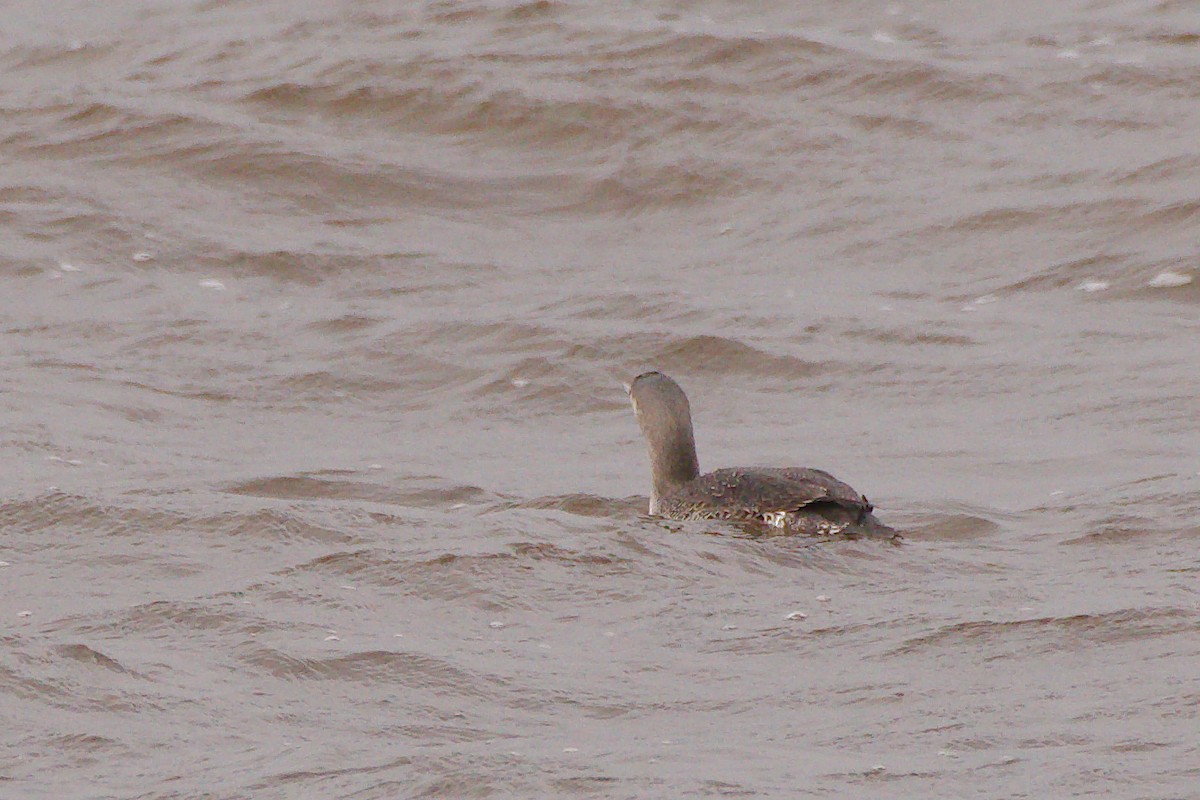 Red-throated Loon - ML610376494
