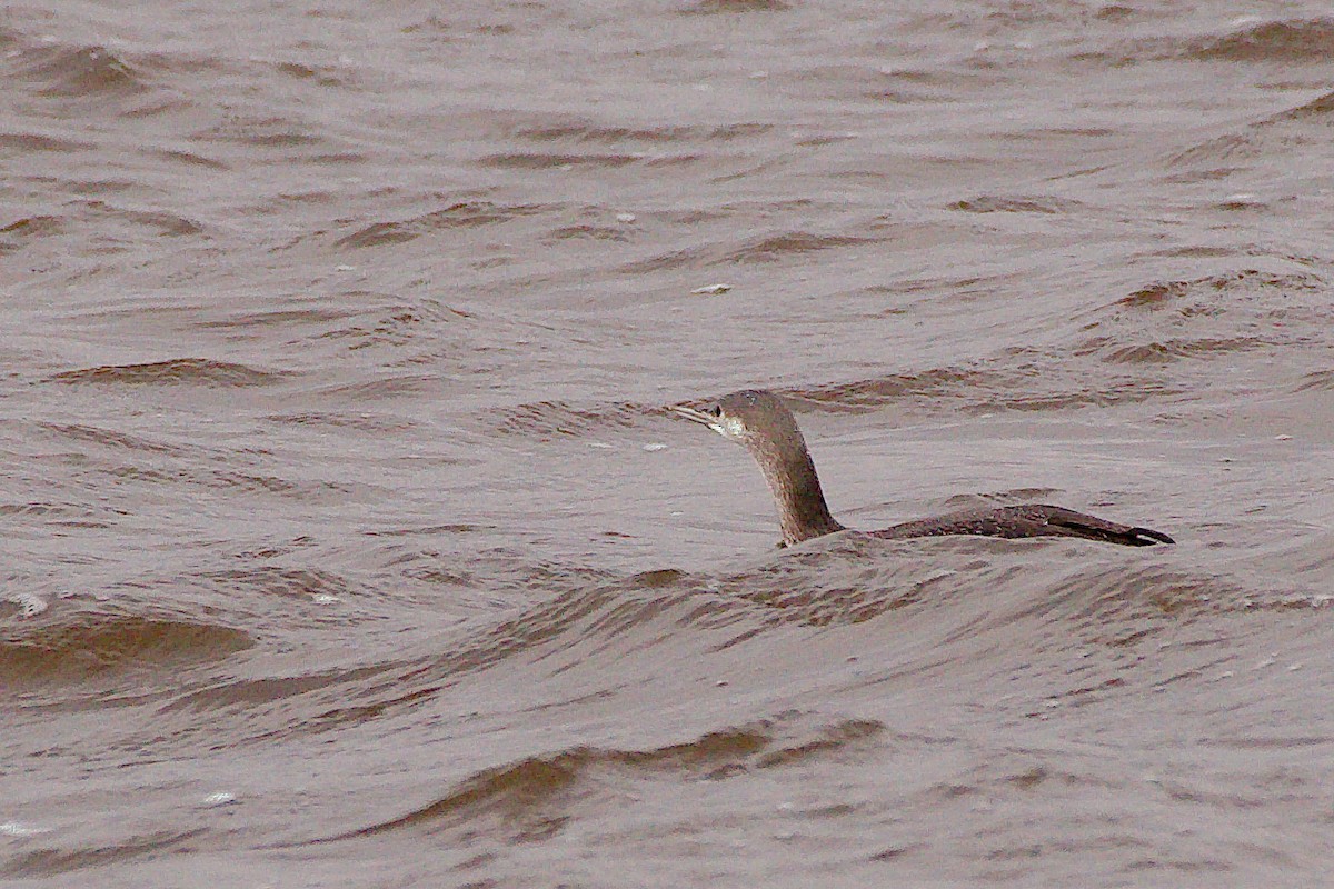 Red-throated Loon - ML610376495