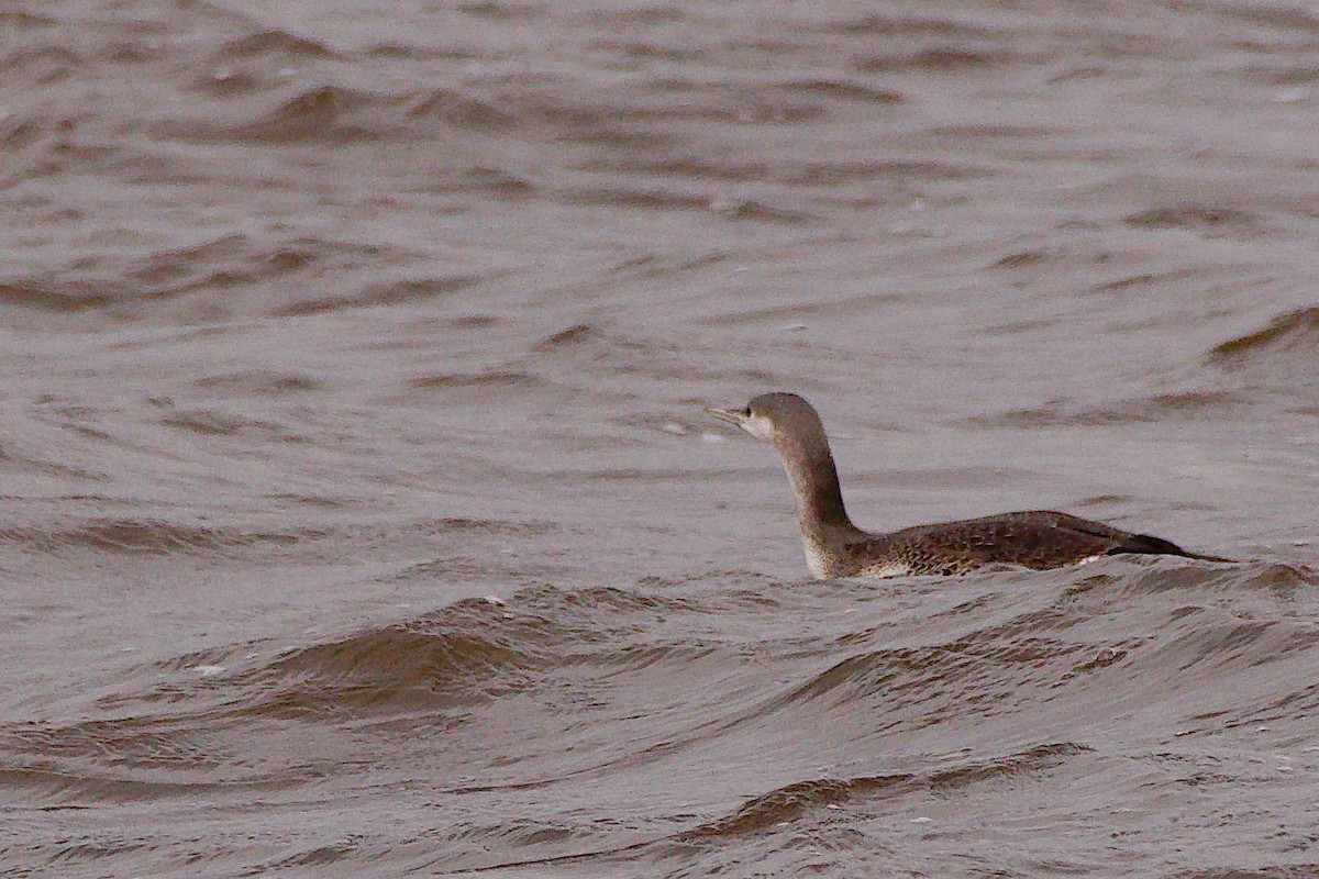Red-throated Loon - ML610376496