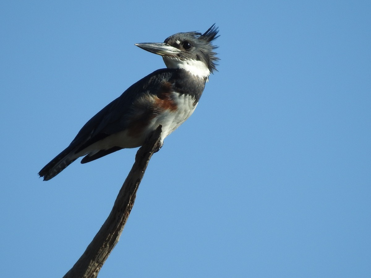 Belted Kingfisher - ML610376591