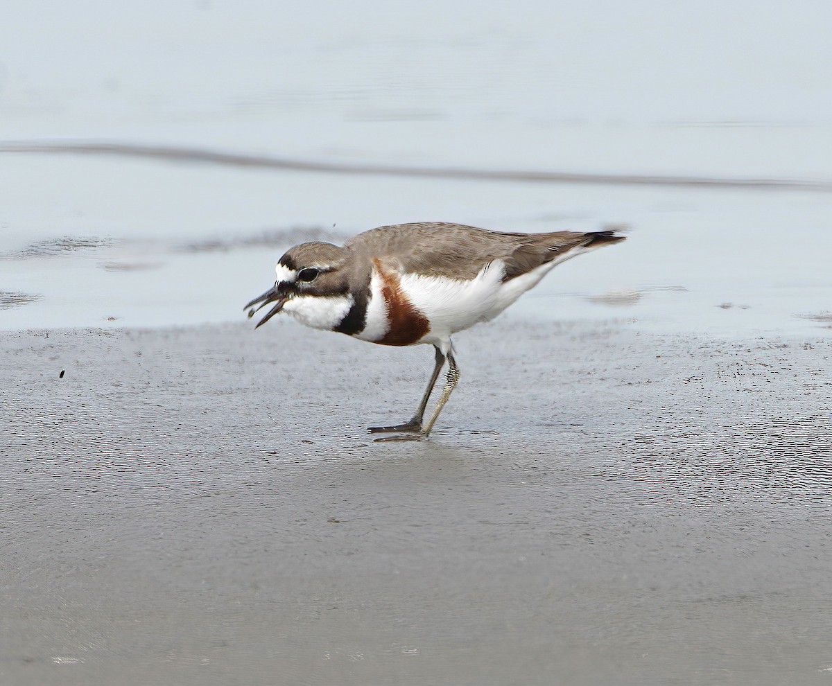 Double-banded Plover - Neill Haggarty