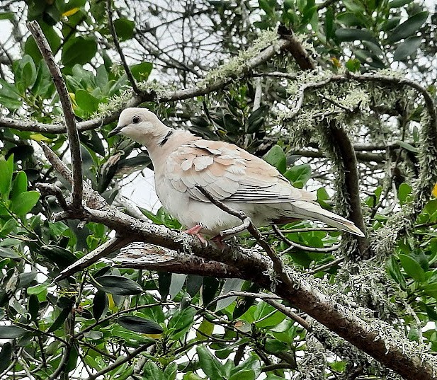 African Collared-Dove - ML610377124
