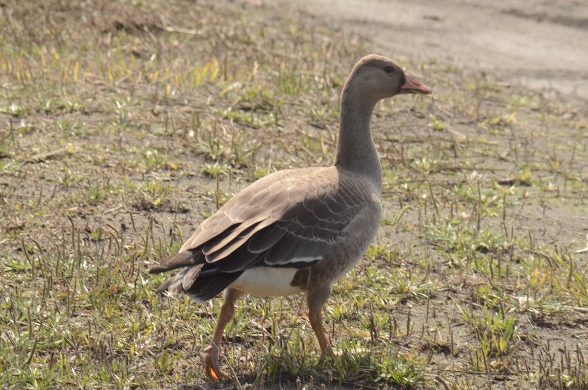 Greater White-fronted Goose (Western) - ML610377246