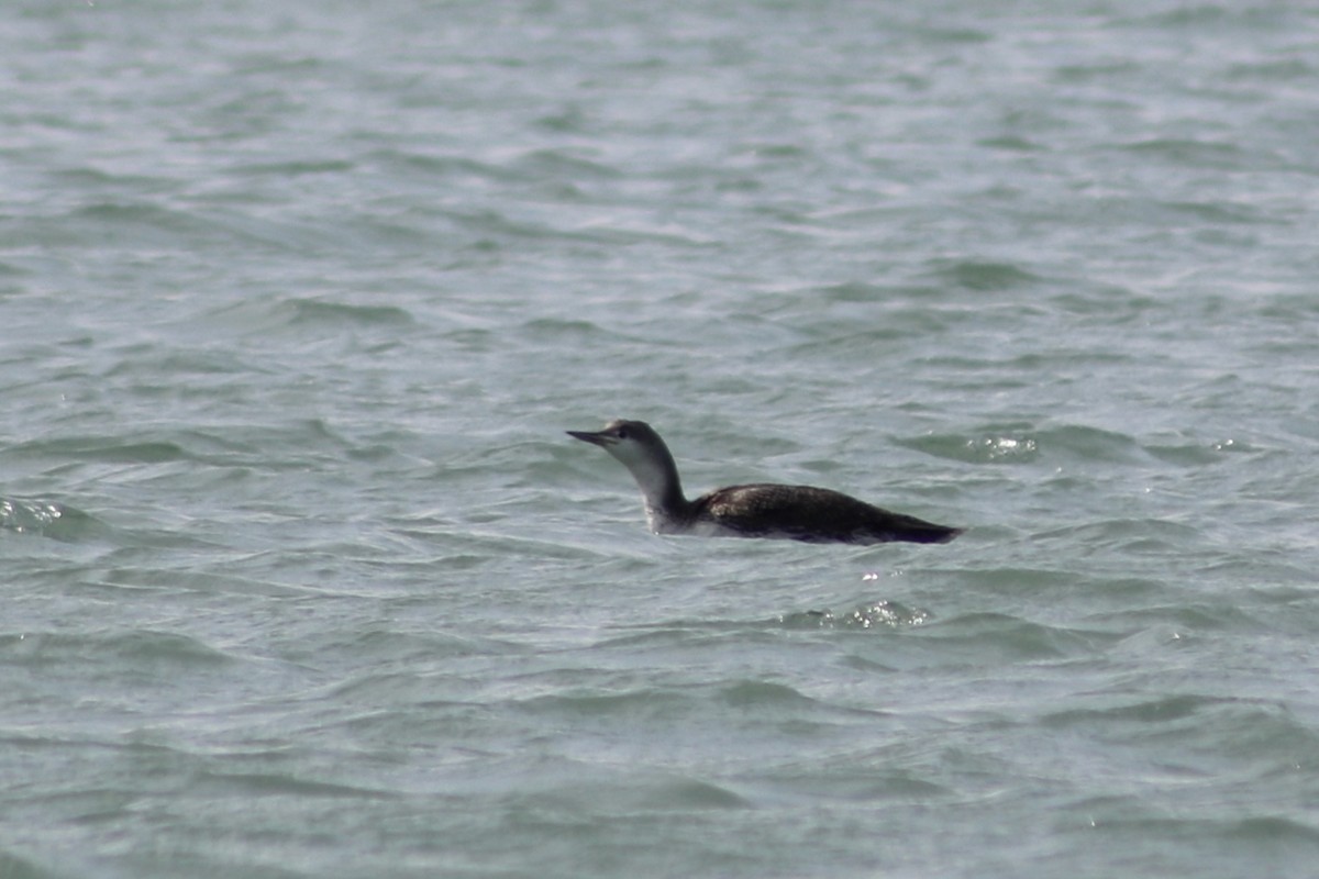 Red-throated Loon - ML610377860