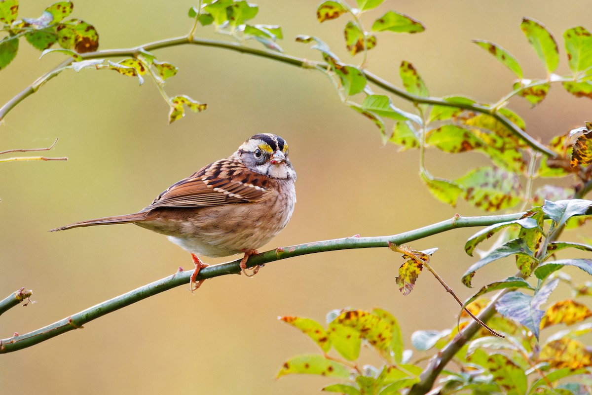 White-throated Sparrow - ML610378037