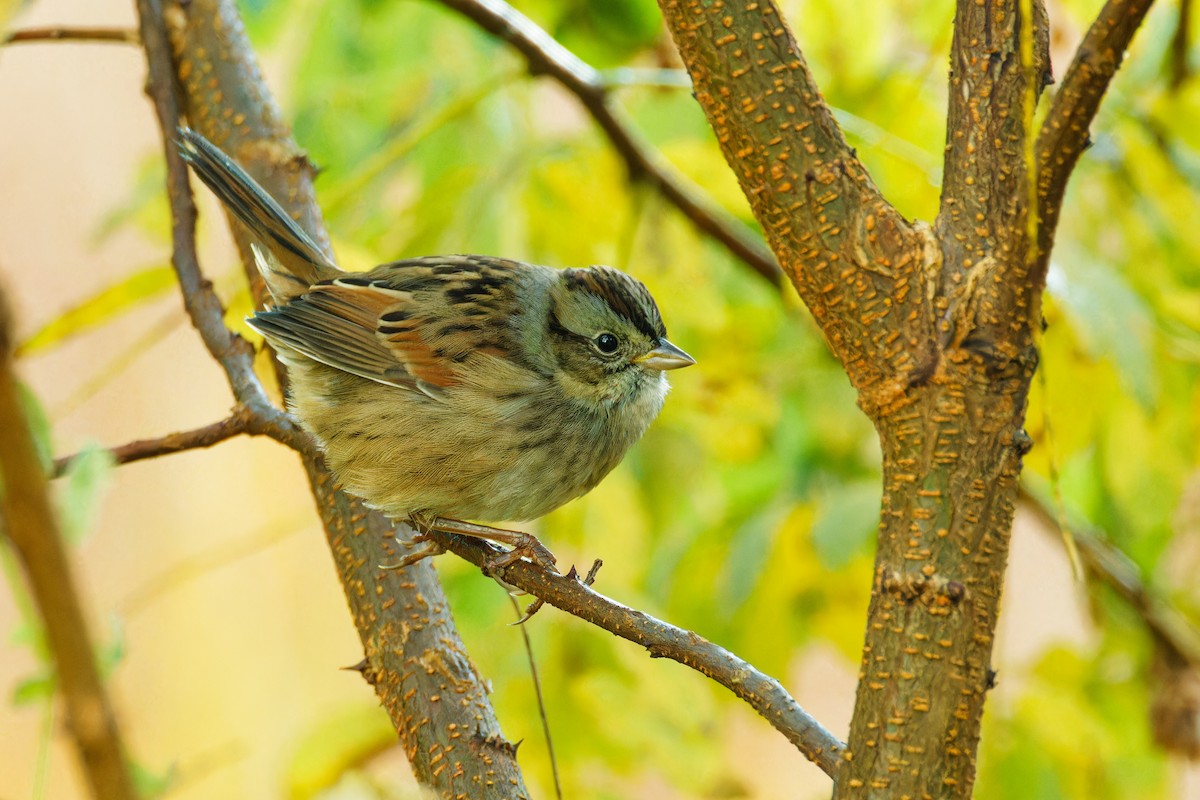 Swamp Sparrow - Ruogu Li