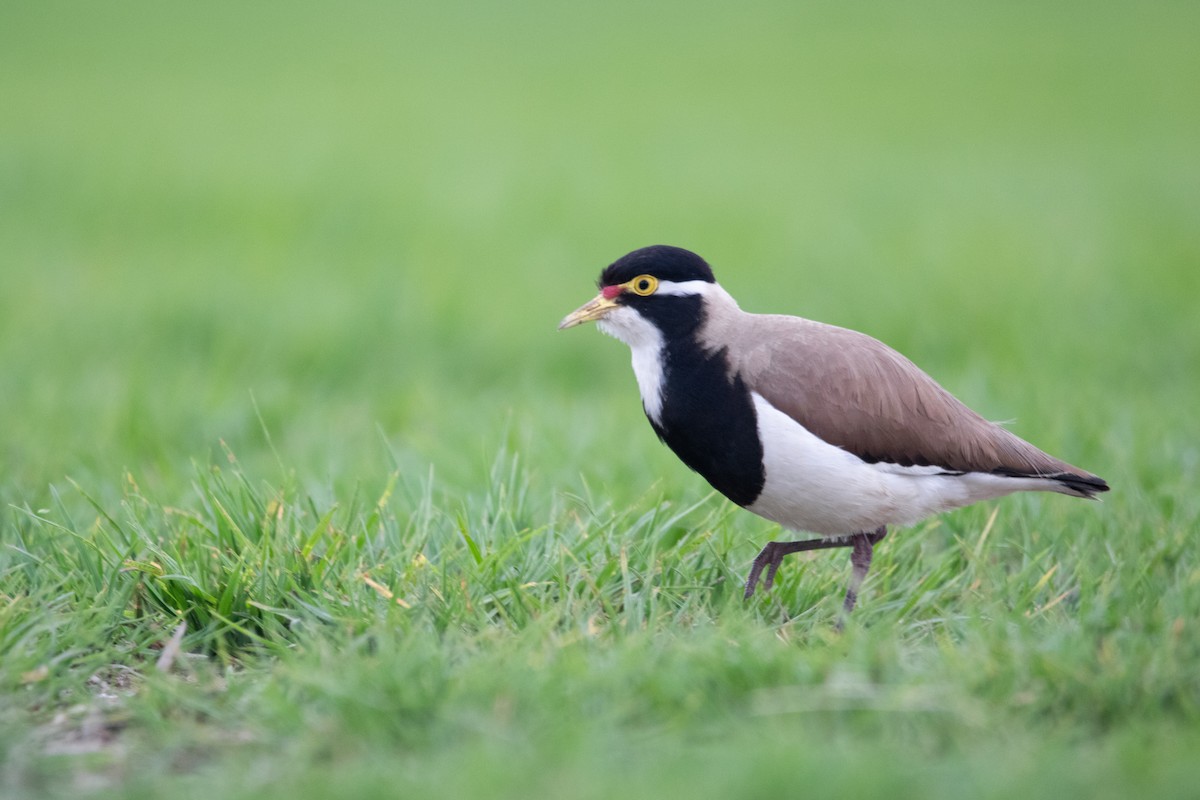 Banded Lapwing - ML610378298