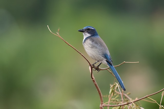 California Scrub-Jay