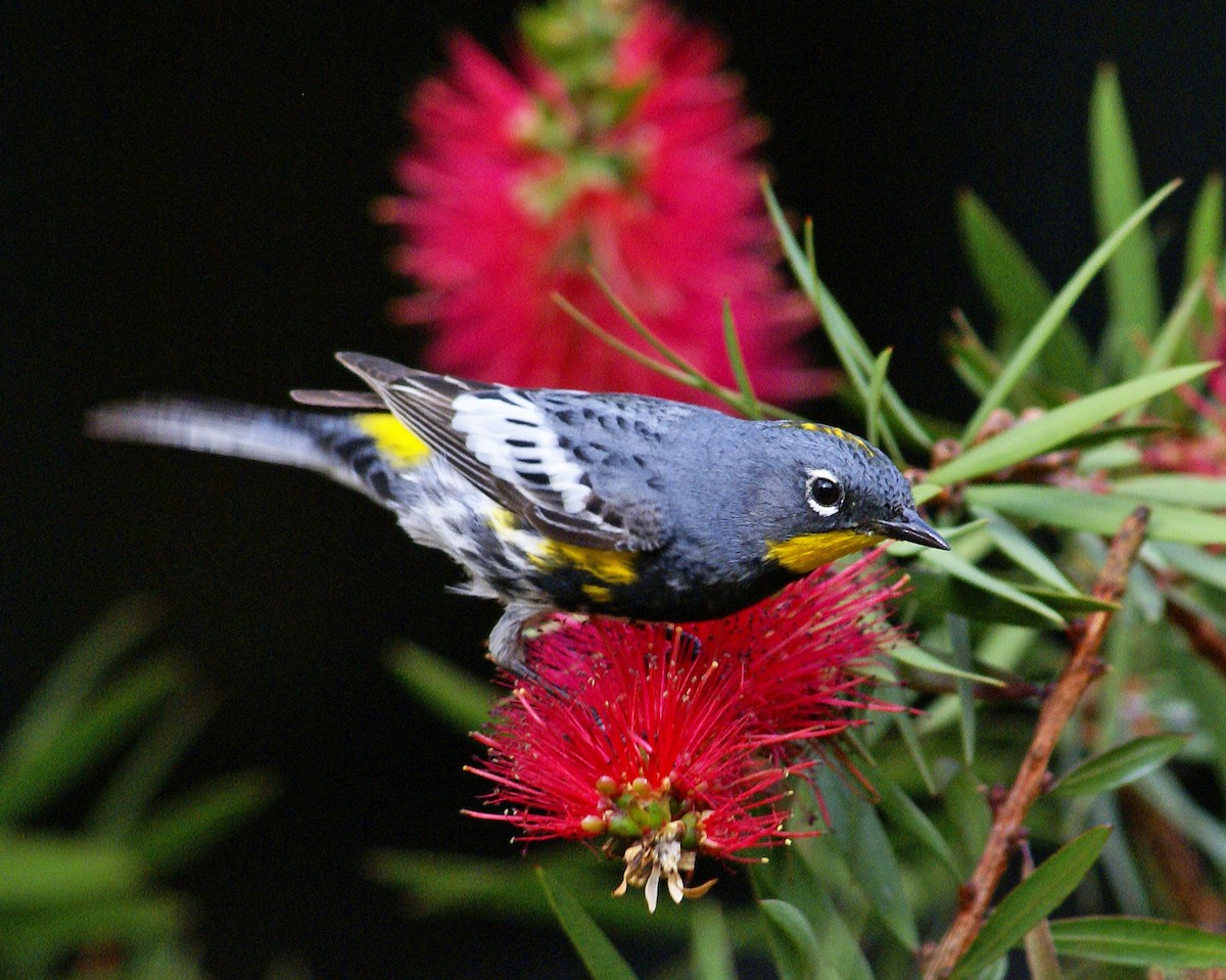 Yellow-rumped Warbler (Audubon's) - ML610379772