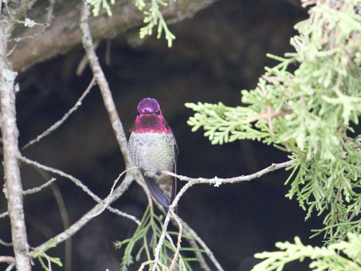 Anna's Hummingbird - ML610380002