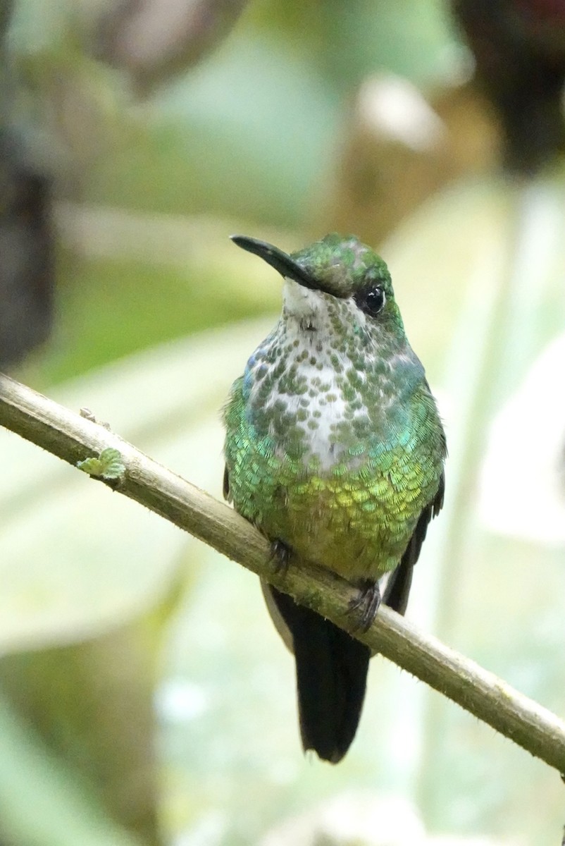 kolibřík císařský - ML610380116